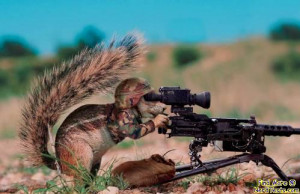 Funny Animals With Guns
