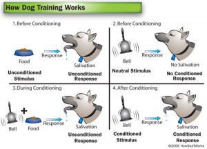 How Dog Training Works