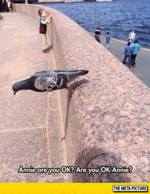 Defying Gravity Pigeon | Funny Pictures and Quotes
