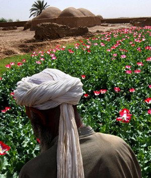 An Afghan opium farmer stands next to his poppy field