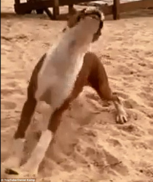 YouTube viewers go crazy for reaction of boxer dog after he eats a634
