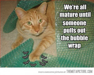 Funny-bubble-wrap-cat.jpg