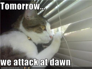 World Domination Cat attacks