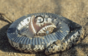 ATTENTION TUMBLR. THIS IS A HOGNOSED SNAKE.