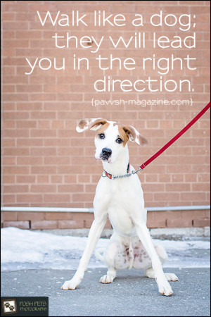 Pet Adoption Quotes http://pawsh-magazine.com/2013/03/as-dogs-would ...
