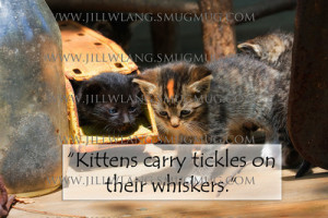 Cute KittensKittens carry tickles on their whiskers