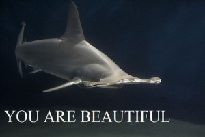 motivational shark Meme