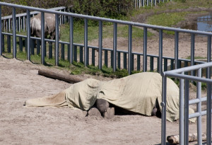 quotes about animals dying