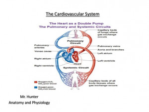 Anatomy Physiology Chapter