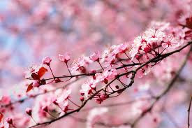 ... spring, quote spring, spring quotes, quotes of spring , spring sayings