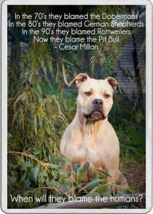 ... Pit Bull dog Cesar Millan Quote Staffordshire bull terrier pet | eBay