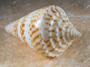 Sozon's Cone seashell (Conus delessertii)