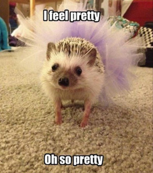 funny hedgehog,