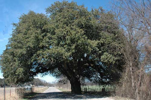 ... famous trees in Texas. Called Wedding Oak, the tree is located about a