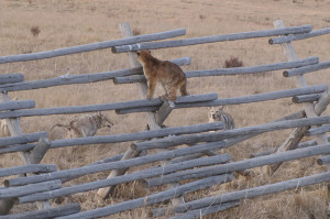 Caught! Young Cougars Trapped By Coyotes