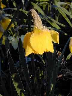 Daffodil Sayings