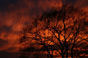 Desert Sunset Tree Click View