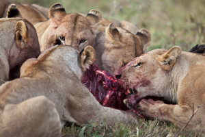 photos document the story of a pride of lions hunting their prey ...