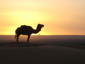 사막, 낙타, 모로코