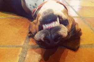 Ree Drummond's pic of her pooch grinning