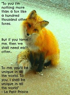 ... , Redfox, Adorable, Things, Foxy, Red Foxes, Pets Foxes, Animal