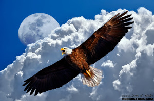 American Bald Eagle in flight calling over DuPuis Management Area