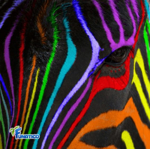Colored zebra