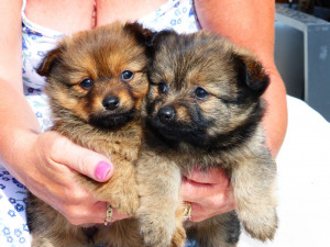 Yorkie Pom Puppies for Sale