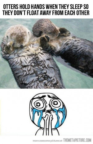Funny photos funny cute otters sleeping holding hands