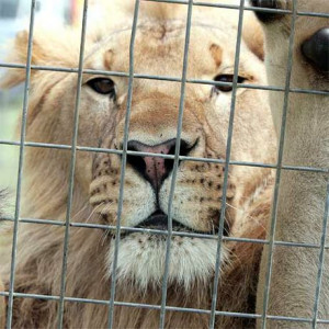 ... caged lion waits to perform at a circus. Photo:Barry Leddicoat/171352