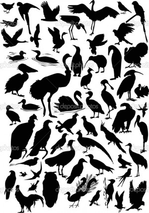 Birds Silhouettes Stock Image