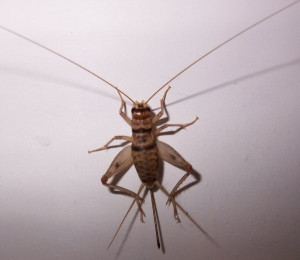 Cricket insect Picture Slideshow