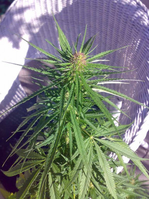 Cannabis Growing Purple Kush
