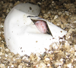 ... sa pagpahalaga sa kalikasan piyesa ng sabayang pagbigkas tungkol sa