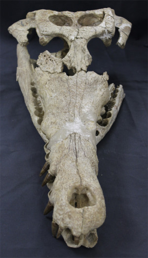 Ancient Crocodile Skull and Lower Jaw