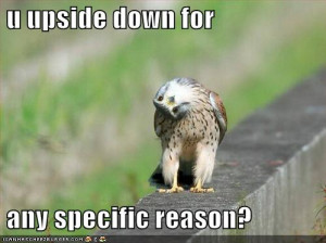 Funny falcon bird