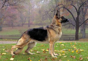 German Shepherd Show Dog