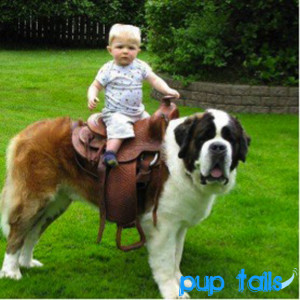 Pup Tails: St. Bernard Commissioned For a Children’s Ride