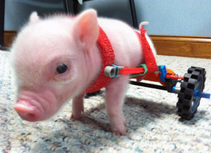 Chris P Bacon the baby pig has been given a new lease of life after ...