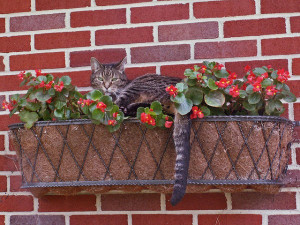 Tabby Cat sleeping in flower box