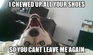 Lucky Husky Memes 3/11/2014
