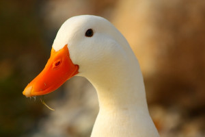 animals subcategory ducks hd wallpapers tags description aflac duck ...