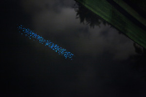 Miya Ando’s Flotilla of 1,000 Bioluminescent Leaves by Christopher ...