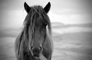 Black and white, colour color, horse photography, equine art, fine art ...