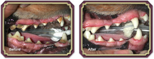 Gentle Pet Dental Care With...