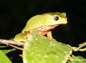 Monkey frog (Phyllomedusa bicolor) in the Amazon rain forest