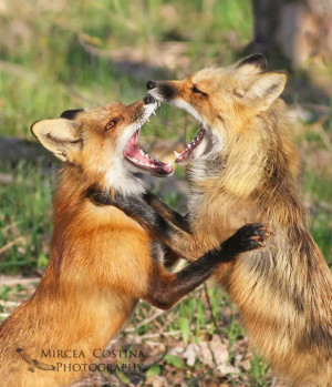 Thomas Fuller wrote With foxes we must play the fox Criminal Minds ...