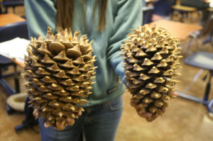 The Left Floating Pine Cone