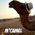 And Yes, This Camel Got Friendzoned…again