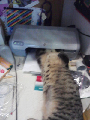 Funny Cat Quotes Clip Art Picture